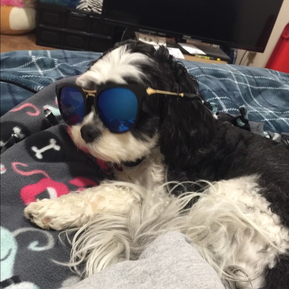 Meet your Posher, Ainslee - Picture 1 of 1